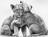 Lion Cubs