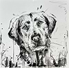 Labrador Blues