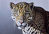 Leopard II