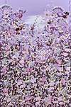 Purple Summer III