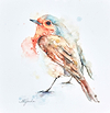 Solo Robin