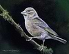 Greenfinch III