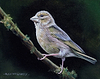 Greenfinch III