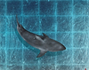Shallow Patrol