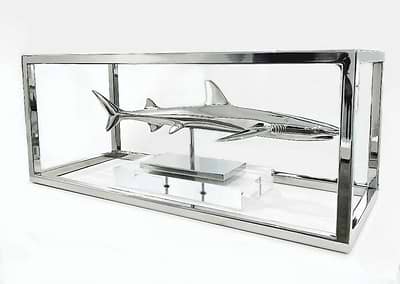 White Tip Shark