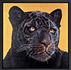 Black Magic II (Framed)