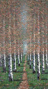 A Pathway Through the Forest
