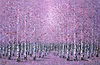 A Tranquil Time VI