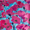Poppy Fields - Pink/Teal