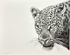 Leopard Study I