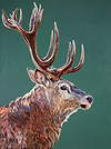 Stag