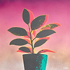 Rubber Plant - Pink/Green