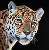 Jungle Hunter