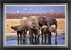 Marabou Pan, Botswana (Framed)