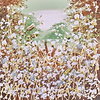 Floral Harmony V