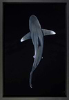 Depth (Framed)