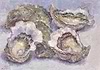 Oysters IV