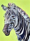 Grevy Zebra II