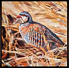 Wheat Field Partridge (Framed)