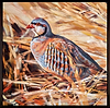 Wheat Field Partridge (Framed)