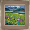Buttercups, Isle of Lewis
