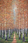 Among the White Bark I