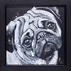 Diamonds are a Pug's Best Friend