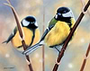 Birds on a Branch