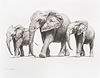 Walking Elephants