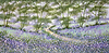 Secret View VI