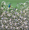 Florals and a Kingfisher IV