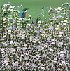 Florals and a Kingfisher IV