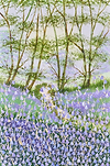 Flowers between the Trees
