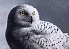 Snowy Owl III