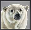 Polar Bear (Framed)