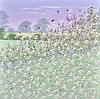 Summer Bloom V