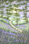 Where Bluebell's Grow