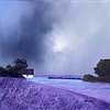 Lavender Valley