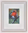 Robin Red Breast