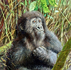Young Mountain Gorilla, Rwanda