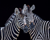 Zebra II