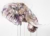 African Bull II