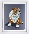 Bulldog V (Framed)