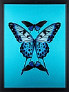 Transcend (Framed)
