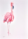 Flamingo Solo
