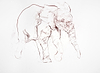 Young Elephant Sketch VI