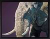Tembo (Framed)