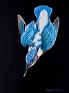Kingfisher in Flight III