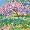 Cherry Blossom