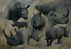 White, Black and Asian Rhino Study
